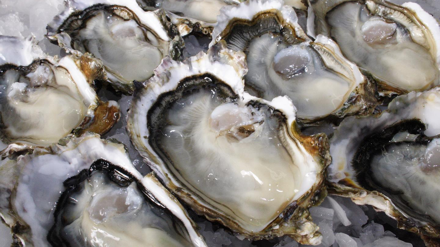 Oysters