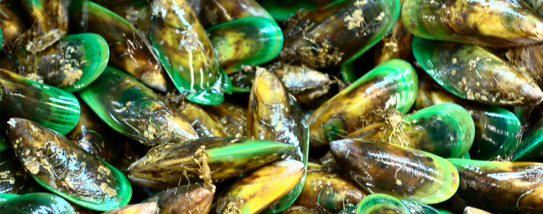 mussels